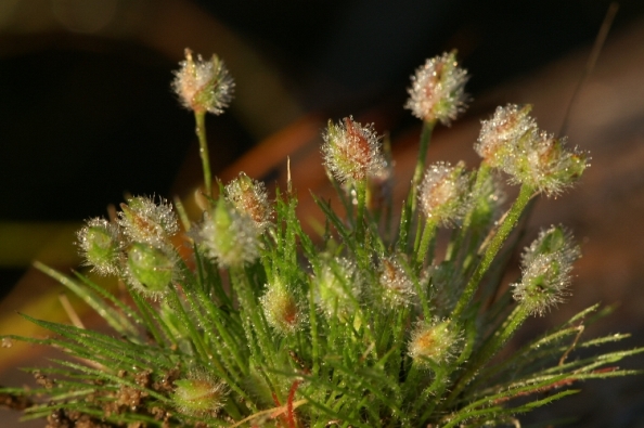 Centrolepis strigosa